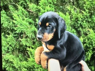 akc-doberman-puppies-for-sale