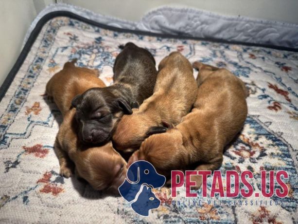 dachshund-puppies-born-572025-big-0