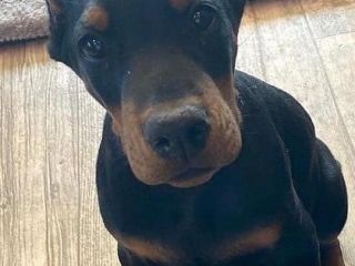 doberman-puppies