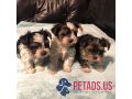 adorable-teacup-yorkie-puppies-for-sale-small-1