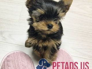 adorable-teacup-yorkie-puppies-for-sale