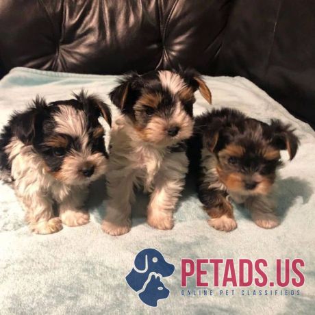 adorable-teacup-yorkie-puppies-for-sale-big-1
