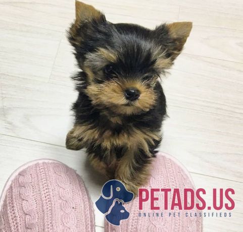 adorable-teacup-yorkie-puppies-for-sale-big-0