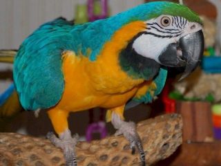blue-and-yellow-macaw
