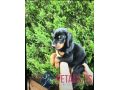 doberman-puppies-for-sale-small-0