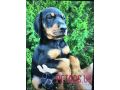 doberman-puppies-for-sale-small-1