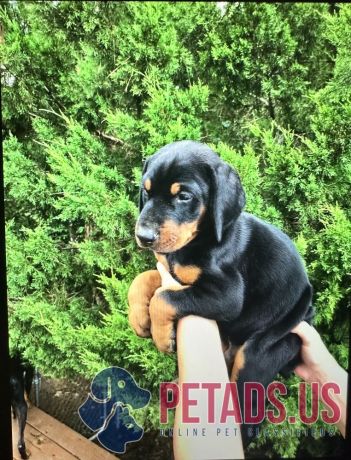 doberman-puppies-for-sale-big-0