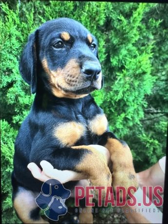 doberman-puppies-for-sale-big-1