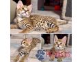 premium-savannah-f1-kittens-available-male-female-small-0