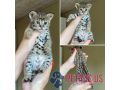 premium-savannah-f1-kittens-available-male-female-small-1