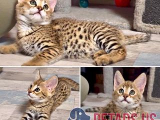 premium-savannah-f1-kittens-available-male-female