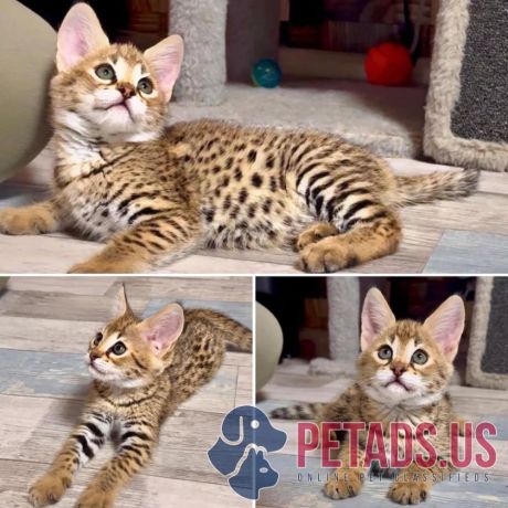 premium-savannah-f1-kittens-available-male-female-big-0