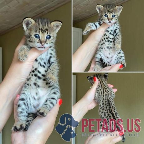 premium-savannah-f1-kittens-available-male-female-big-1