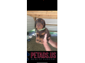 doberman-puppies-for-sale-small-0