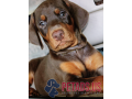 doberman-puppies-for-sale-small-1