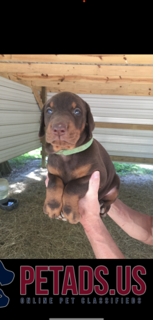 doberman-puppies-for-sale-big-0