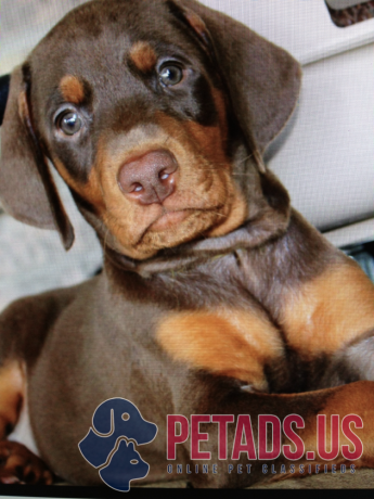 doberman-puppies-for-sale-big-1