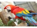scarlet-macaw-parrot-for-sale-hand-raised-certified-mos-birds-small-0