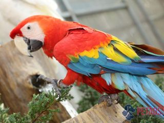scarlet-macaw-parrot-for-sale-hand-raised-certified-mos-birds