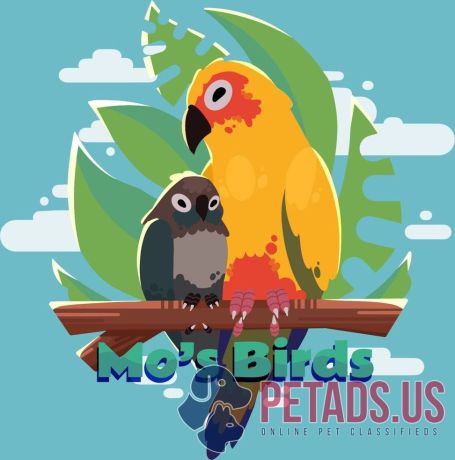 scarlet-macaw-parrot-for-sale-hand-raised-certified-mos-birds-big-1