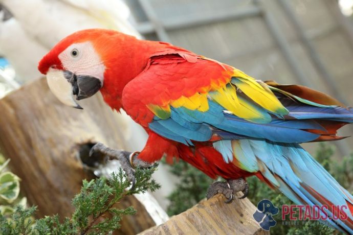 scarlet-macaw-parrot-for-sale-hand-raised-certified-mos-birds-big-0
