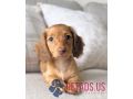 outstanding-mini-dachshund-puppy-small-0