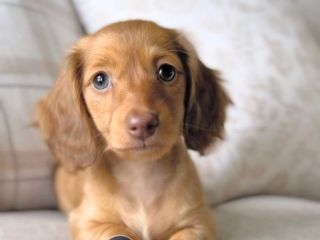 outstanding-mini-dachshund-puppy