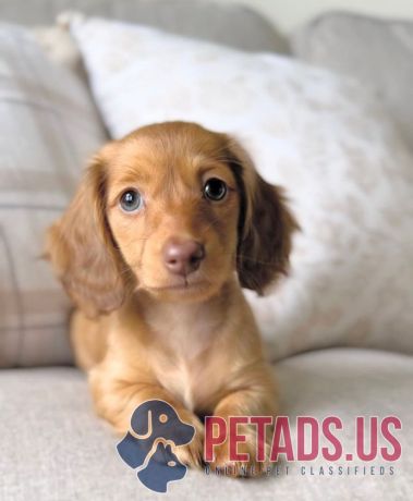 outstanding-mini-dachshund-puppy-big-0