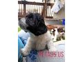 cocker-spaniel-puppies-small-1