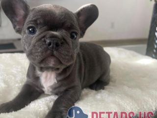 my-forever-home-could-be-you-adopt-me-now